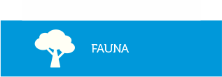 fauna